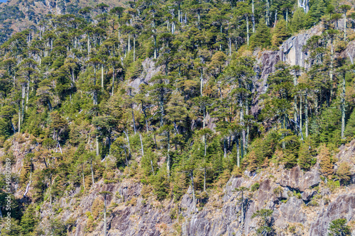 Araucaria forest in National Park Herquehue, Chile photo