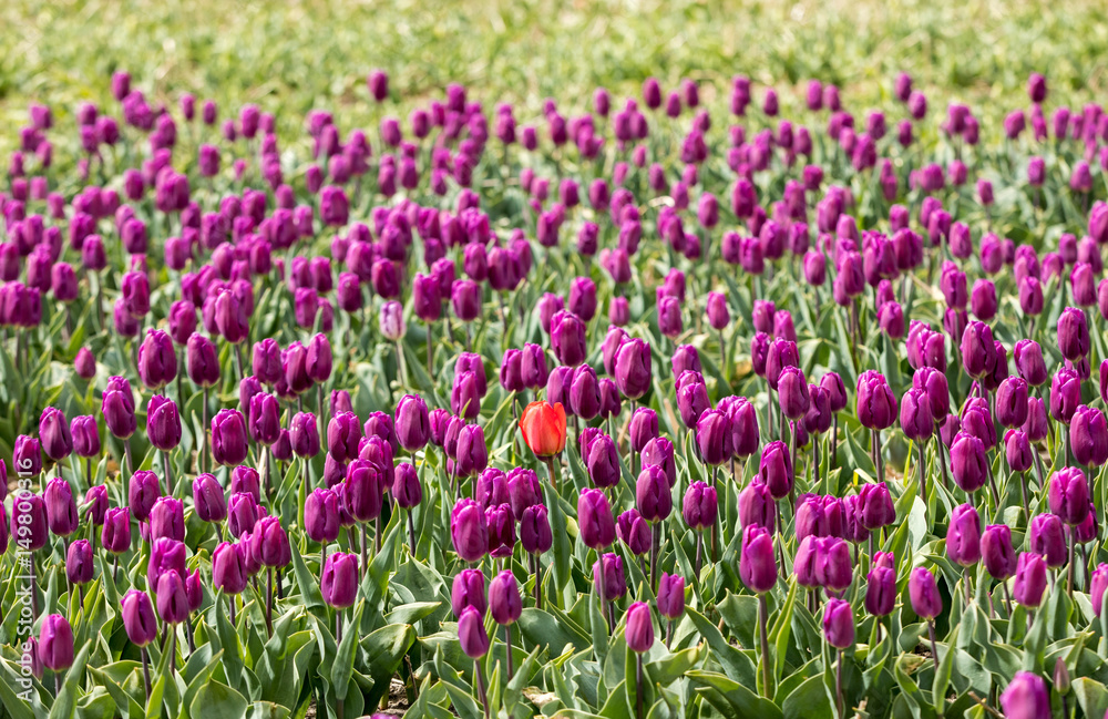 Tulip fields in the Bollenstreek, South Holland, Netherlands Tulip fields in the Bollenstreek, South Holland, Netherlands