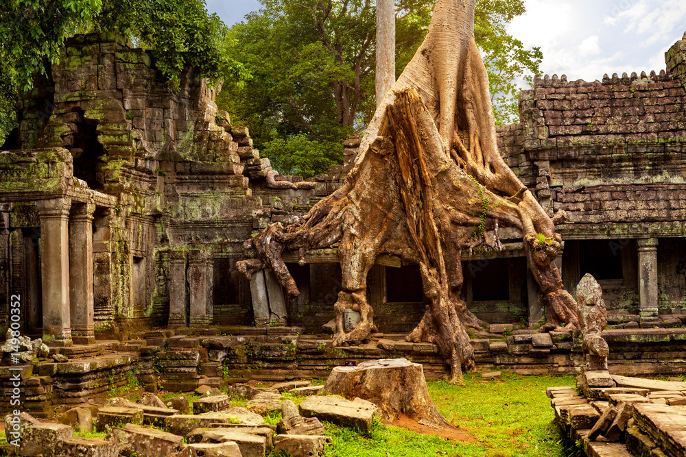 Amazing Spung tree covering the ruins of Preah Khan temple. Built in the12th century for King Jayavarman VII, Angkor, Cambodia Amazing Spung tree covering the ruins of Preah Khan temple. Built in the12th century for King Jayavarman VII, Angkor, Cambodia