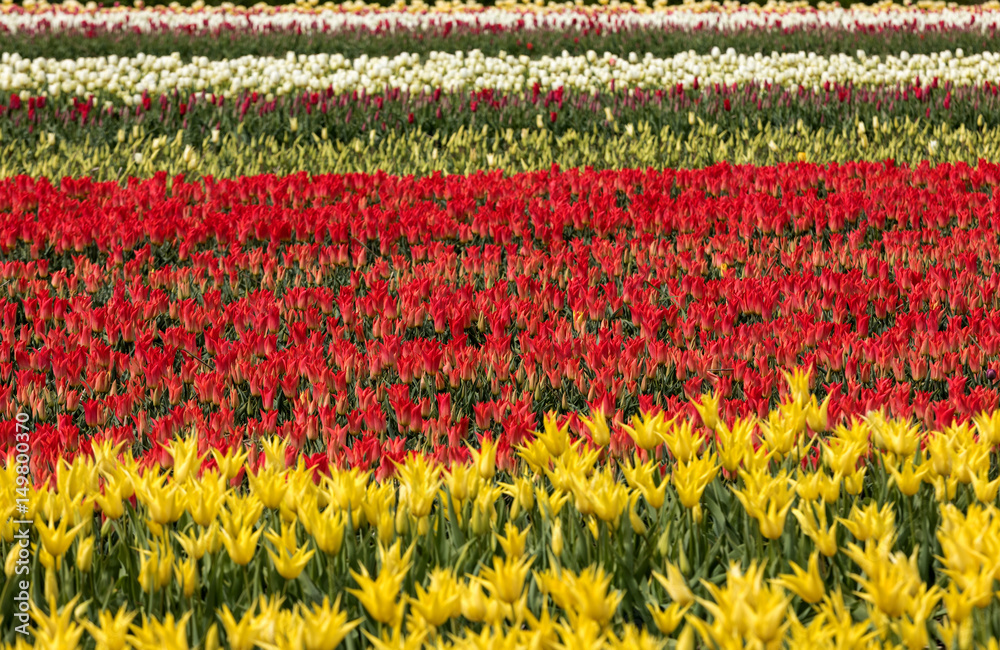 Tulip fields in the Bollenstreek, South Holland, Netherlands