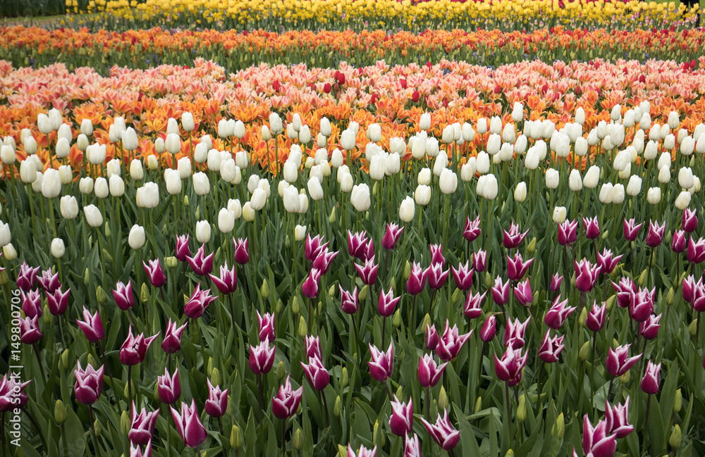 Tulip fields of the Bollenstreek, South Holland, Netherlands Tulip fields of the Bollenstreek, South Holland, Netherlands