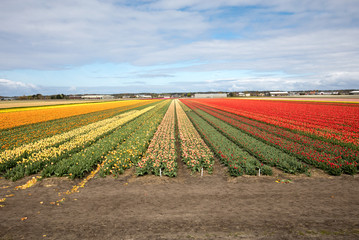 Wandcirkels Tulp Tulpenvelden in de Bollenstreek  © wjarek
