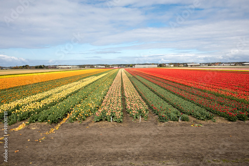 Fototapeta Naklejka Na Ścianę i Meble -  Tulip fields of the Bollenstreek, South Holland, Netherlands