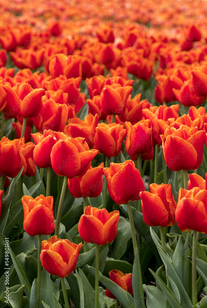 Tulip fields of the Bollenstreek, South Holland, Netherlands Tulip fields of the Bollenstreek, South Holland, Netherlands