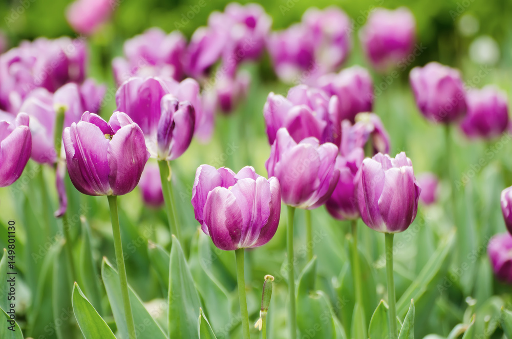 Spring meadow with violet tulip flowers, floral natural seasonal easter background with copy space Spring meadow with violet tulip flowers, floral natural seasonal easter background with copy space