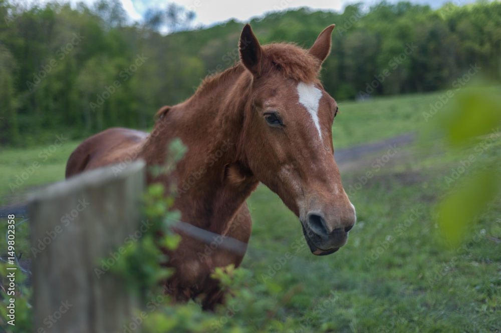 Horse behind fence