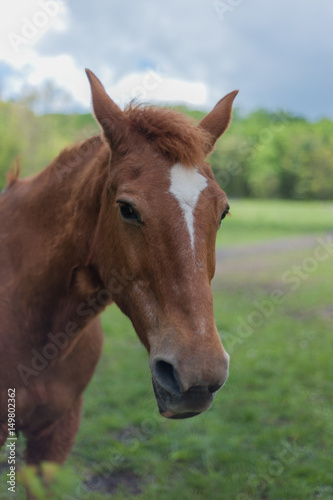 Horse in a pasture © Barbara