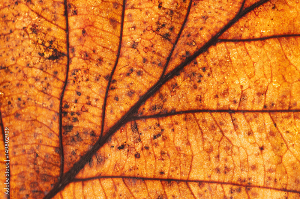 Obraz premium Bright dry autumn leaf close-up