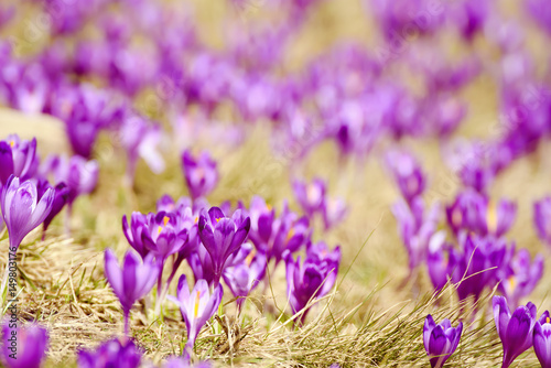 Beautiful violet crocuses flower growing on the dry grass  the first sign of spring. Seasonal easter background.