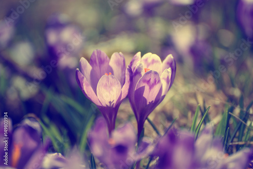 Beautiful violet crocus flower growing on the dry grass, the first sign of spring. Seasonal easter background.