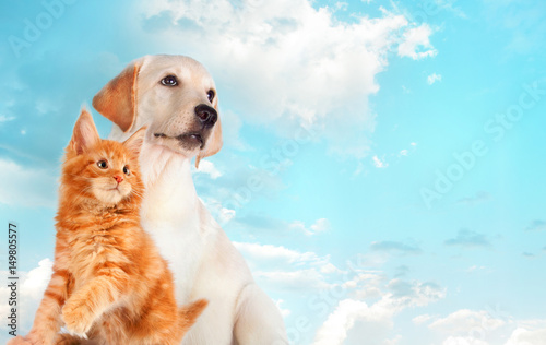 Cat and dog together, maine coon kitten, golden retriever looks at right. Blue sky, cloudy background © tania_wild