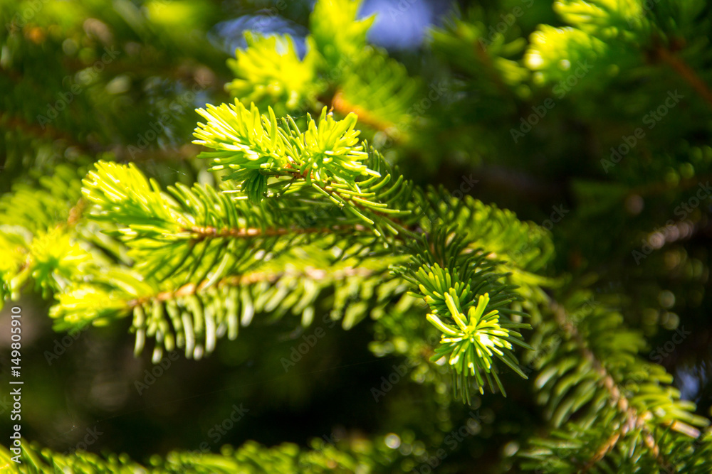 Young needles on fir tree branches at spring Young needles on fir tree branches at spring
