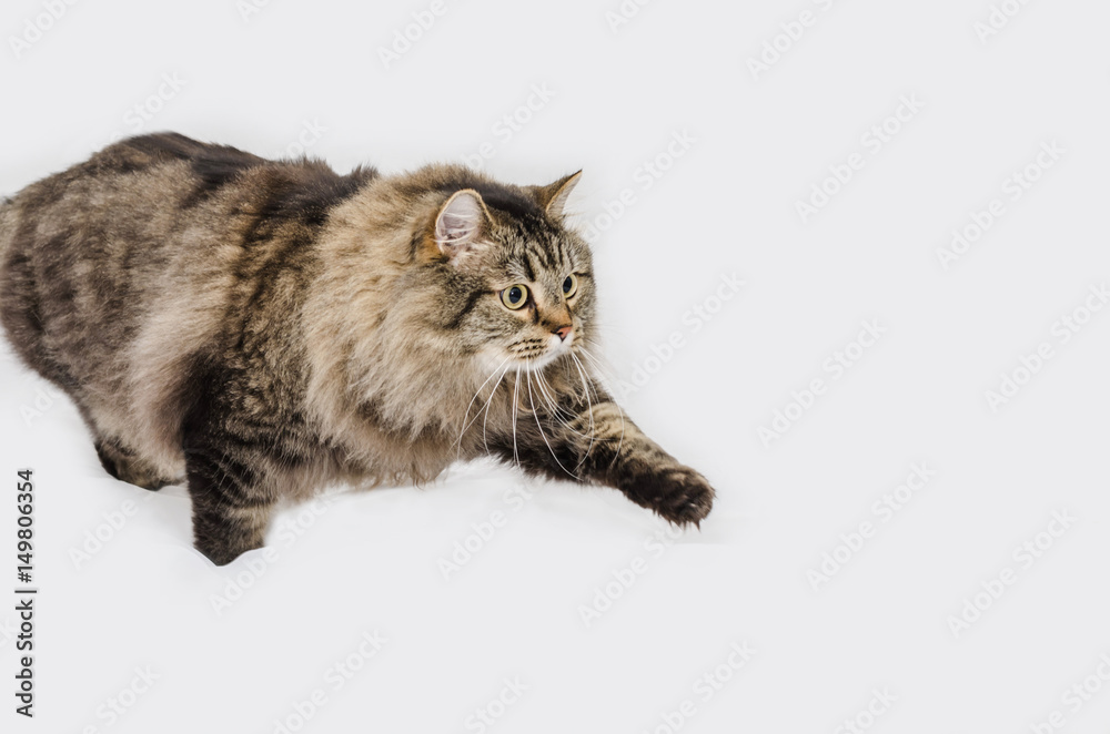 Obraz premium Cat with magnificent gray fur and beautiful intelligent eyes