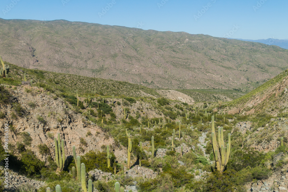 Landscape with cacti near Amaicha del Valle, Argentina