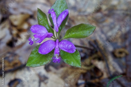 Gaywings (Fringed polygala)