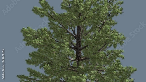 Loblolly Pine at Strong Wind Coniferous Evergreen Tree With Needle-Like Leaves Fast-Growing Tree in Windy Day Carpentry Materials Botany Plant Science