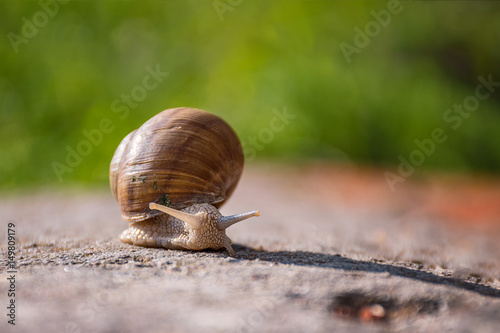 Snail moving slowly on the rock in the green grass