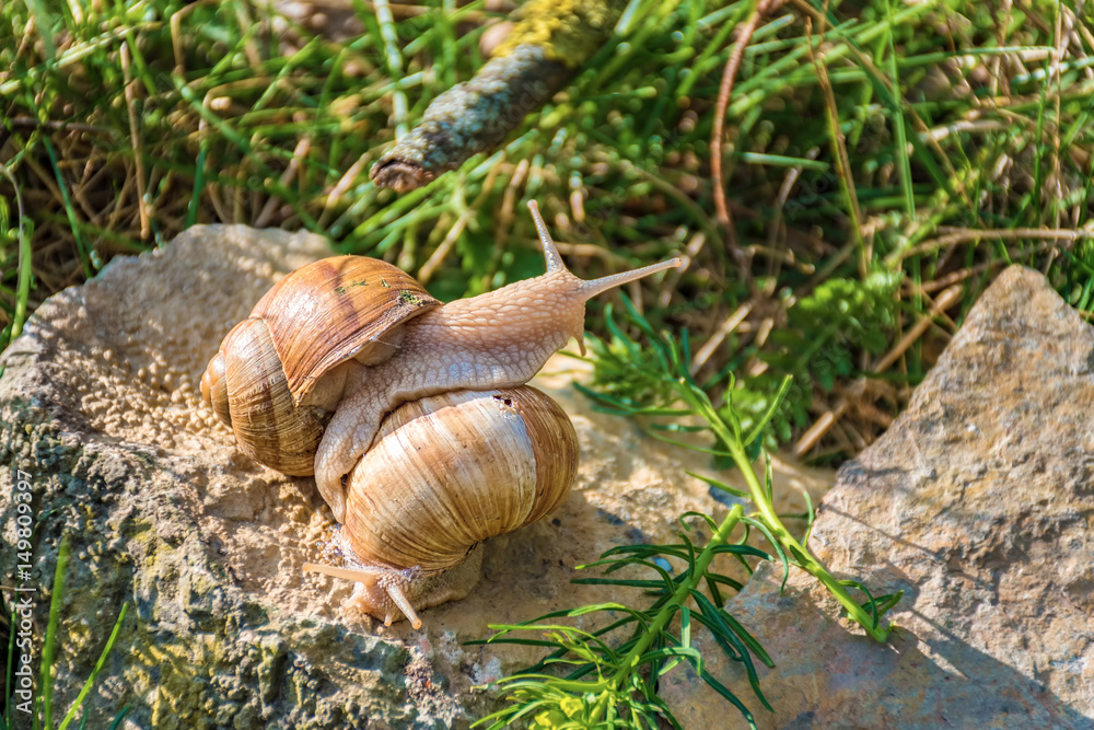 Snails climbing on the rock in the green grass Snails climbing on the rock in the green grass