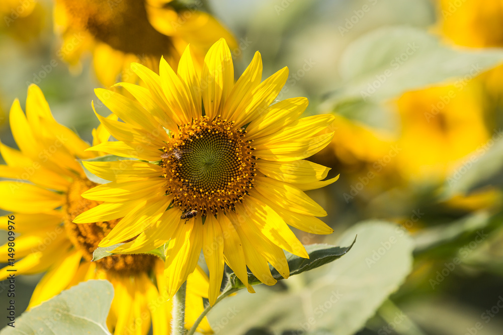 Fototapeta premium Sunflower and bee sucking nectar