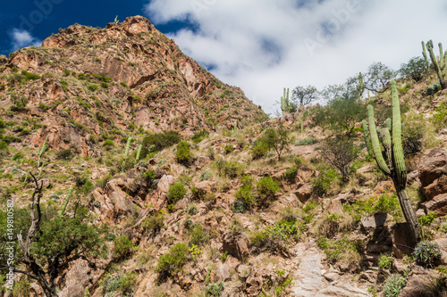 Cacti in Quebrada del Colorado canyon near Cafayate, Argentina