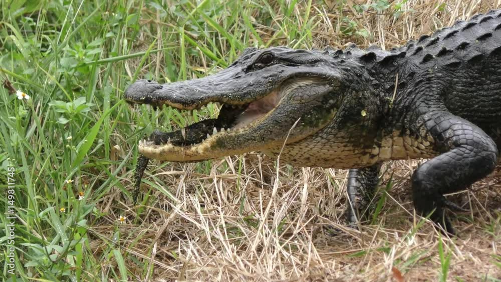 Alligator mother carrying her baby in the mouth Alligator mother carrying her baby in the mouth