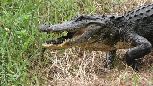 Alligator mother carrying her baby in the mouth