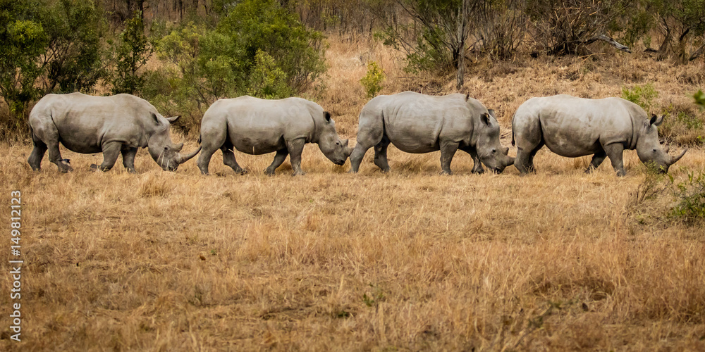 Rhino Train on the Move Rhino Train on the Move