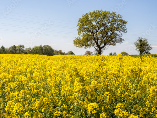 Beautiful sunshine on Rape Seed field near Knutsford, Cheshire, UK