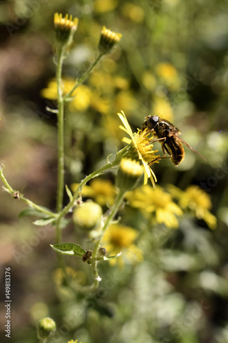 Biene auf Loewenzahn © Robert