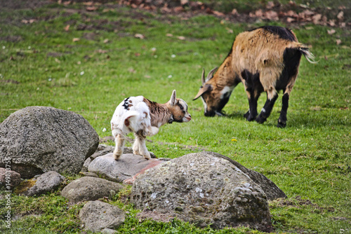 Kid on a rock with adult goat in the background