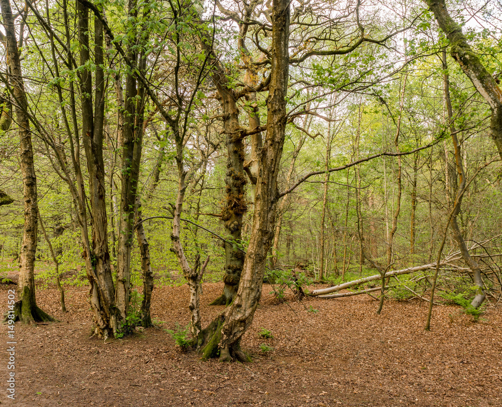 Fototapeta premium Early summer woodland at Alderly Edge, Cheshire, UK