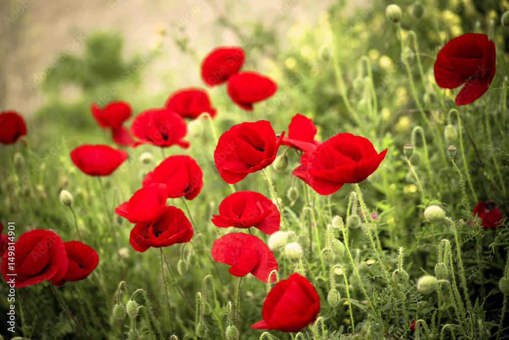 Obraz premium Poppy Field