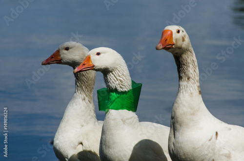 A piece of plastic garbage stuck on the goose's neck