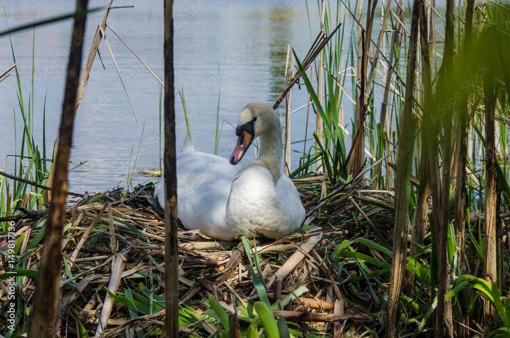 Naklejka premium Swan incubates eggs in the nest