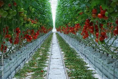 Tomaten Gewächshaus Tomatenzucht Tomate Bienen Landwirtschaft Nürnberg Tomatenpflanze Zweckverband Wasserwirtschaft Wasser Knoblauchsland Ernte reifen Ertrag Bio Bioanbau Veggi Vegetarisch Bewässerung photo