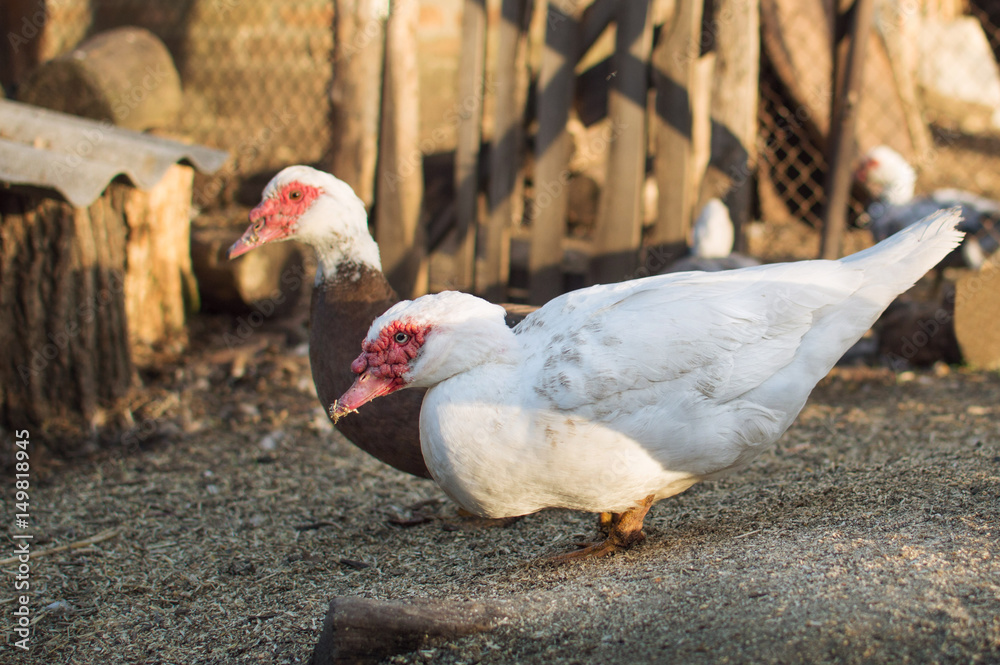 Muscovy duck family 5