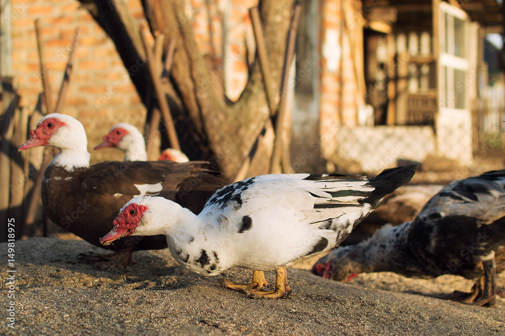 Fototapeta premium Muscovy duck family