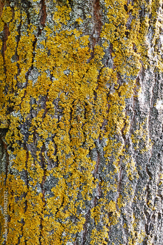  bark is covered with yellow lichen