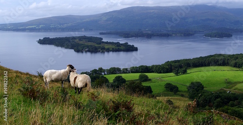 Schafe in der Natur in Schottland