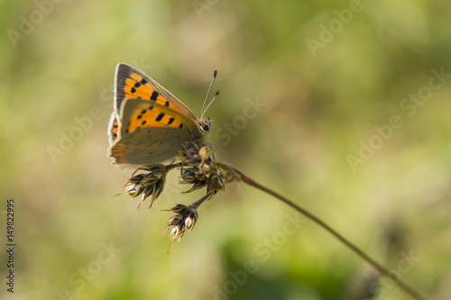 A Small Copper butterfly resting.