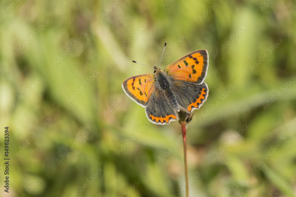 A male Small Copper butterfly basking. A male Small Copper butterfly basking.