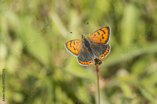 A male Small Copper butterfly basking.