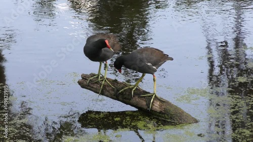 two Common Gallinules at sunset photo