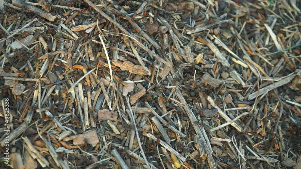 Anthill in the Spring Forest The construction of new big ant hill in the woods. A lot of ants close-up Anthill in the Spring Forest The construction of new big ant hill in the woods. A lot of ants close-up