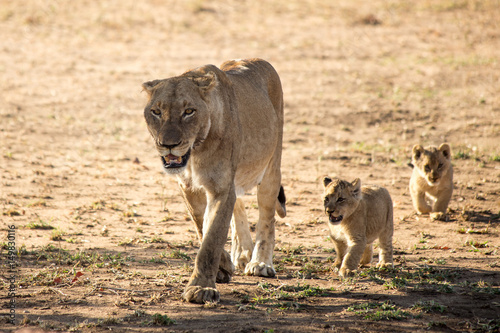 Lion Family at the Savanna, South Africa