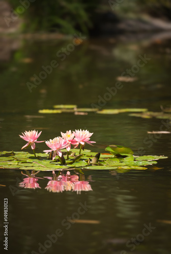 Beautiful Pink Lotus Flowers In Lily Pond