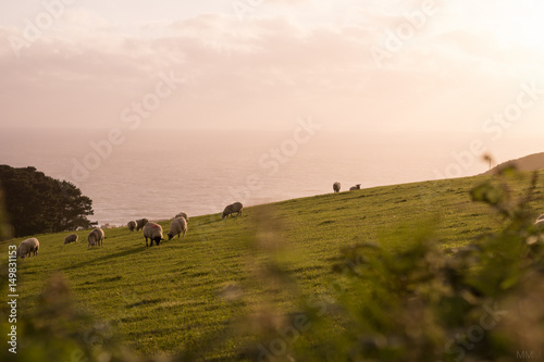 Irish Sheep on Field