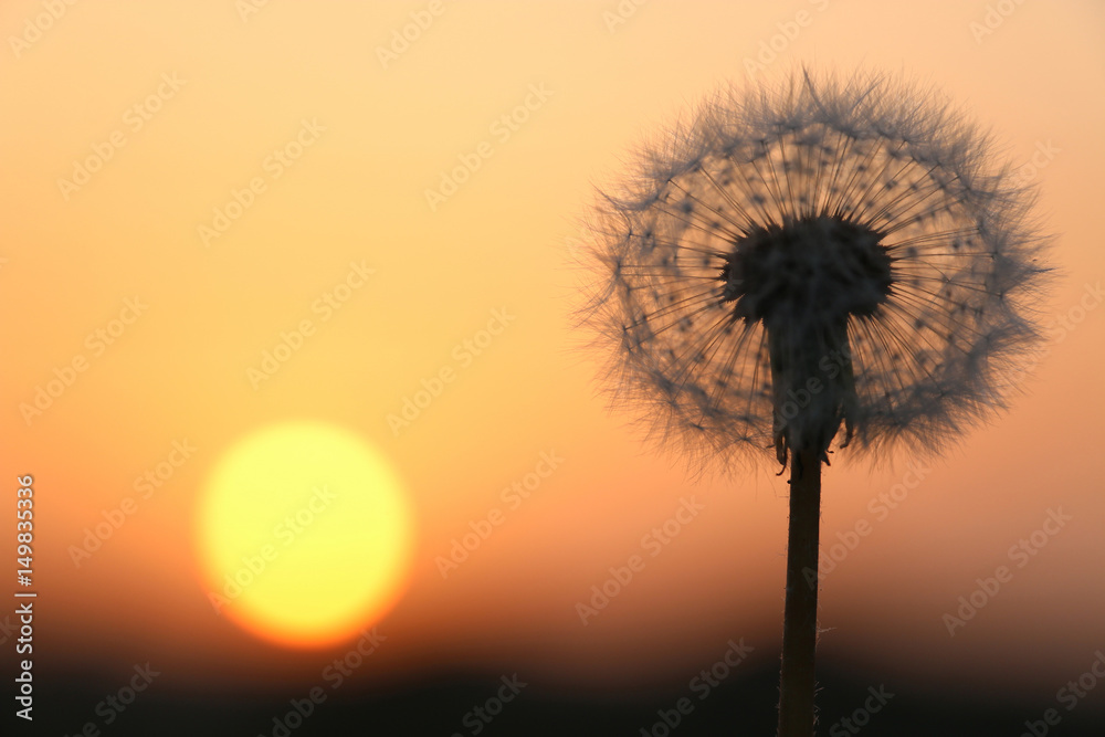 dandelion seeds on sunrise