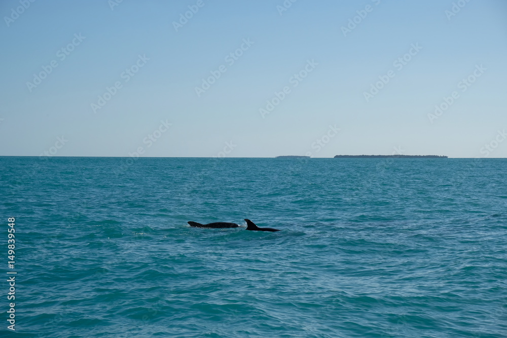 Fototapeta premium Dolphins swimming in the ocean