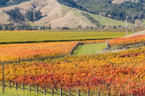 New Zealand vineyard in autumn with colourful leaves